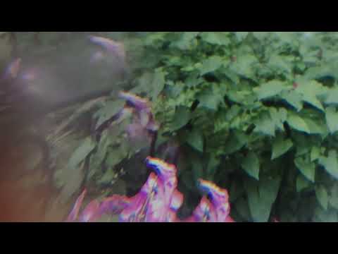 reminiscence on the garden / воспоминание о саде