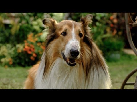 Trailer [Dubbed]