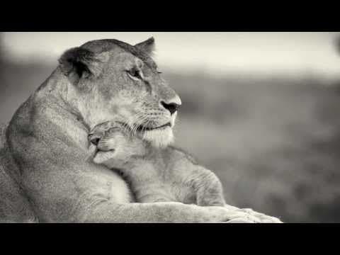 Mayuka Thaïs - The Great Serengeti [Official Video] A song to help save the Serengeti