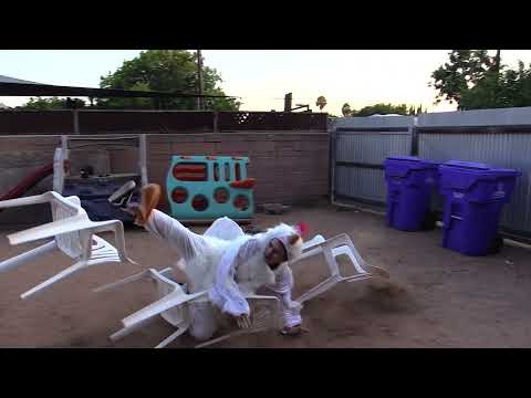 Crazy Chicken Flies Into Chairs