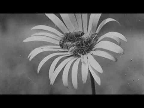 Honey Country (1950) | BFI National Archive