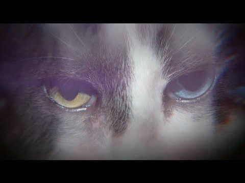 Patsy - MONOMYTH