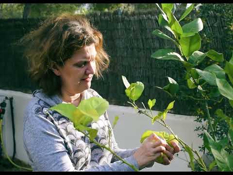 Cueillette du citron (Guillermo Amengual Jaume, 2024)