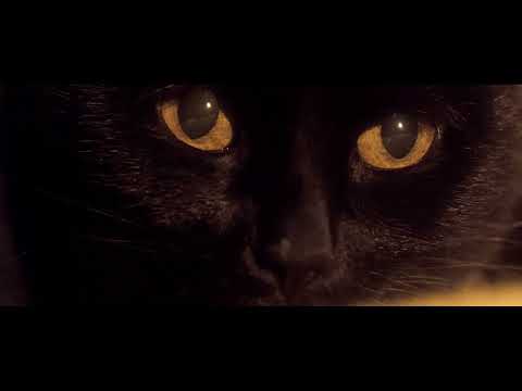 Somos animales