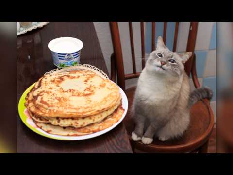 Blin cat