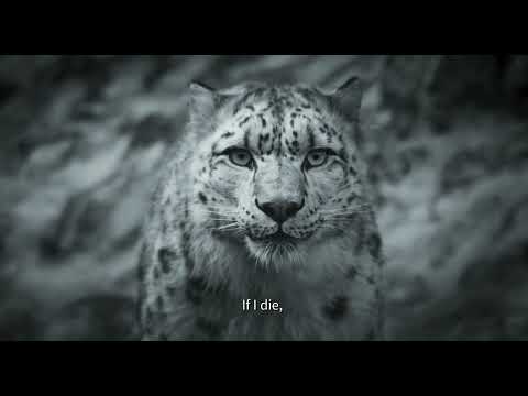 Snow Leopard - Pema Tseden - Bande-annonce