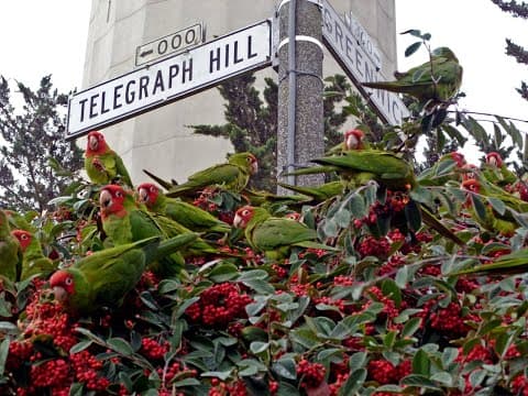 The Wild Parrots of Telegraph Hill (Restored 4k) New Trailer