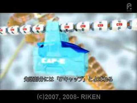 セントラルドグマ ~ゲノム情報からタンパク質ができるまで~ / The Central Dogma