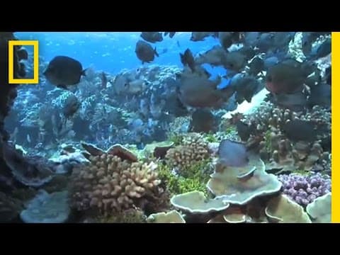 Shark Eden | National Geographic