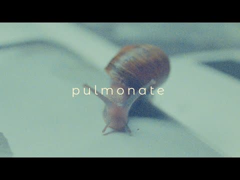 Pulmonate
