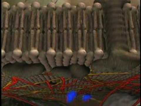 Voyage inside the Cell: Membrane