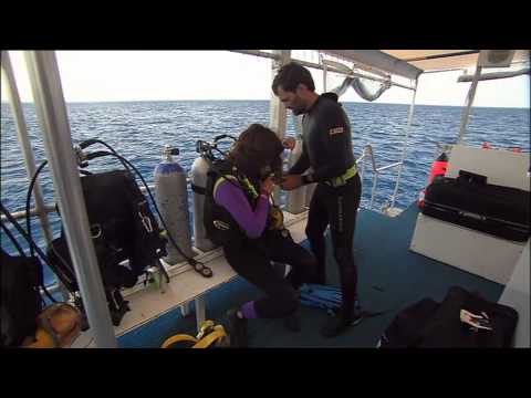 Final Chance to Save - Leatherback Turtles Part 1