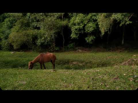 Um cavalo olhou pro céu com esperanças de fuga (2021) - TEASER