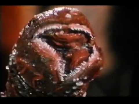 Beauty's Evil Rose