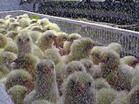 No_Cages.mp4