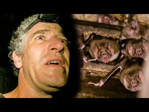 Vampire Bat Colony Found In Abandoned Hut | The Dark: Nature's Nighttime World | BBC Earth
