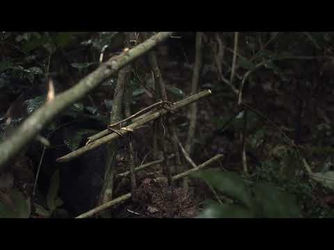 Trailer | L'Arbre de l'authenticité | Sammy Baloji