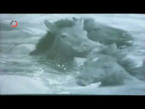 Тууврын замд киноны дуу  (1979)