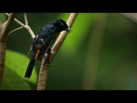 Fascinating: Why Are These Birds So Angry?