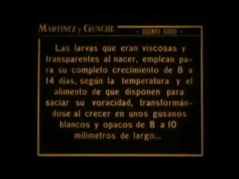 La mosca y sus peligros 1920