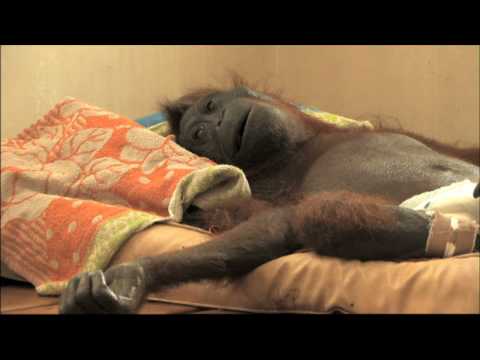 GREEN trailer - a film by Patrick Rouxel