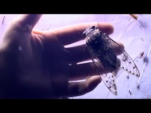 Surrounded by Life | Expedition Borneo | BBC Earth