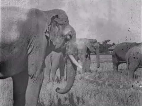 Land of the Elephants (1909)