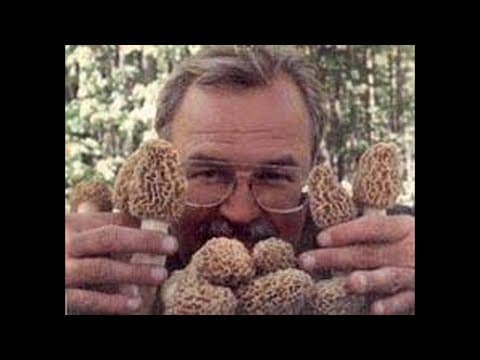 Motherlode: Beautiful Morel Mushrooms...and lots of'em! (2001)