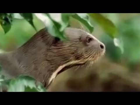 Rainforest animals of the Amazon jungle - BBC wildlife