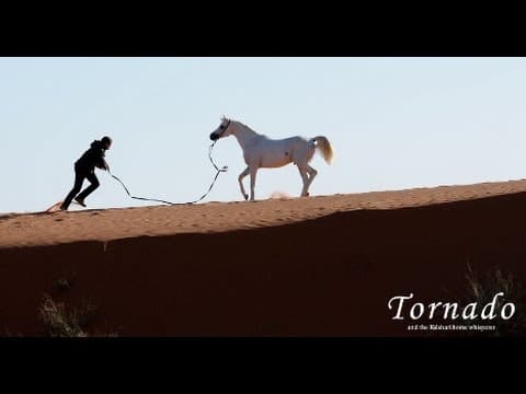 Tornado and the Kalahari Horse Whisperer