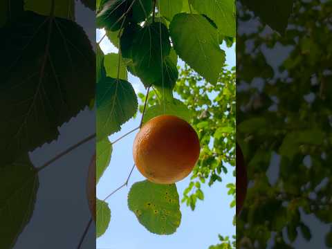 Tangerine Trailer