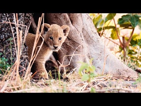 Katavi – Africa’s fallen Paradise | Terra Mater Studios (Official Trailer)