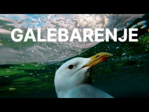 Galebarenje | wosh production