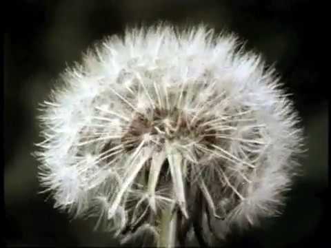 If It's Tuesday, This Must Be Belgium (1969) Trailer