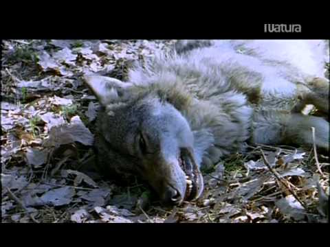 Las montañas del lobo.