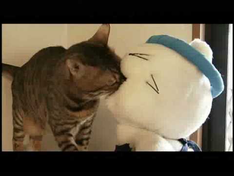 映画『猫ラーメン大将』予告編