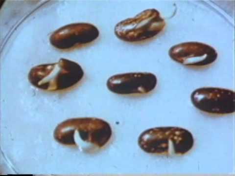 John Nash Ott Clip 1 - time lapse effect of various light frequency on humans and animals