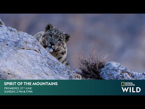 Spirit of the Mountains | DOCUMENTARY | #NatGeoWild