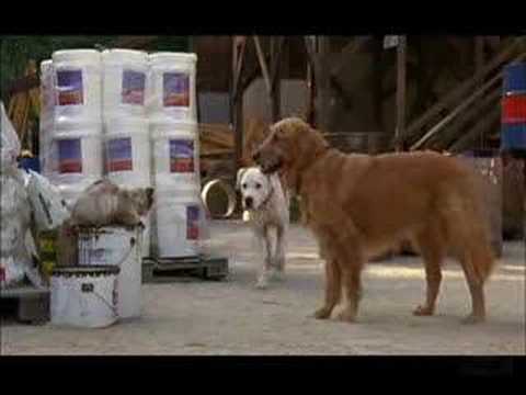 Homeward Bound 2