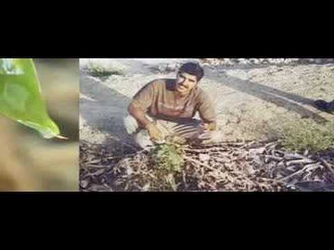 Greening the Desert