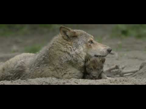 WOLF, vanaf 15 september 2022 in de bioscoop en filmtheaters