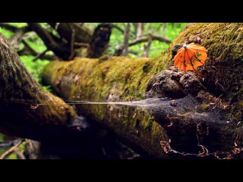 Forest Products