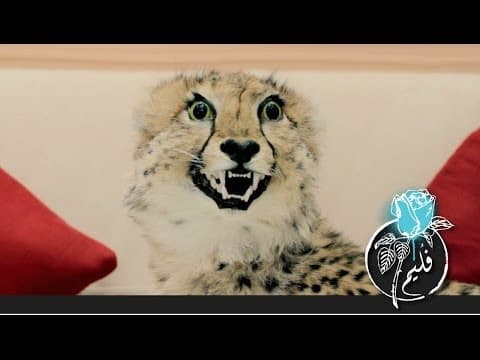 فليم - جرح الفهد | Folaim - Cheetah wound