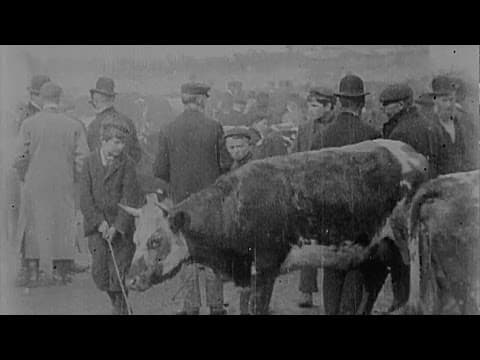 Cattle Market in Derry (1902) | Britain on Film