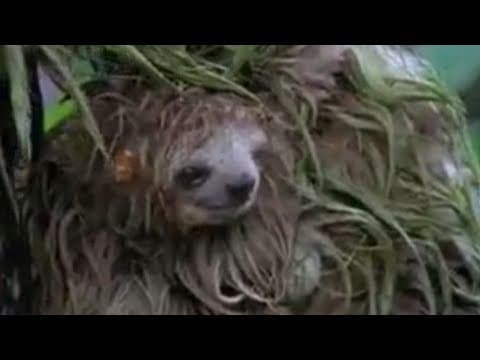Amazing nature - the Amazon rainforest - wettest place on Earth? - BBC wildlife