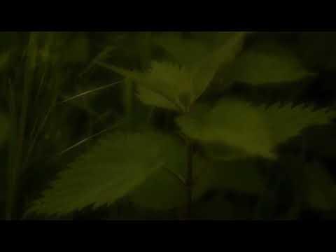 Brandnetels (2023) - Teaser