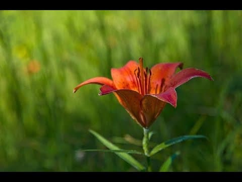 Кыыс Амма документальный фильм