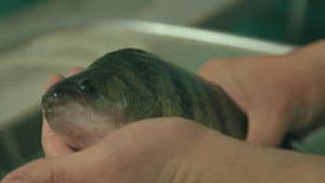 Perch Science & Wendt's Fish Fry