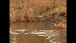 Is Noah Banished?