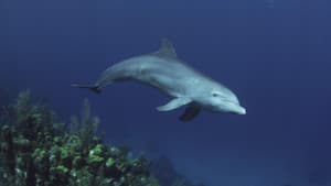 Dolphins: Spy in the Pod (1)